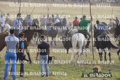 OLMEDO ENCIERRO 10-10-2015 70