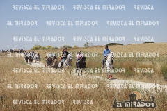 2016 feria caballo medina del campo 28