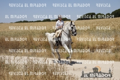2016 feria caballo medina del campo 39