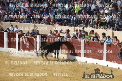 OLMEDO ENCIERRO 26-9-2015 60