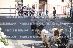 OLMEDO ENCIERRO 27-9-2015 17